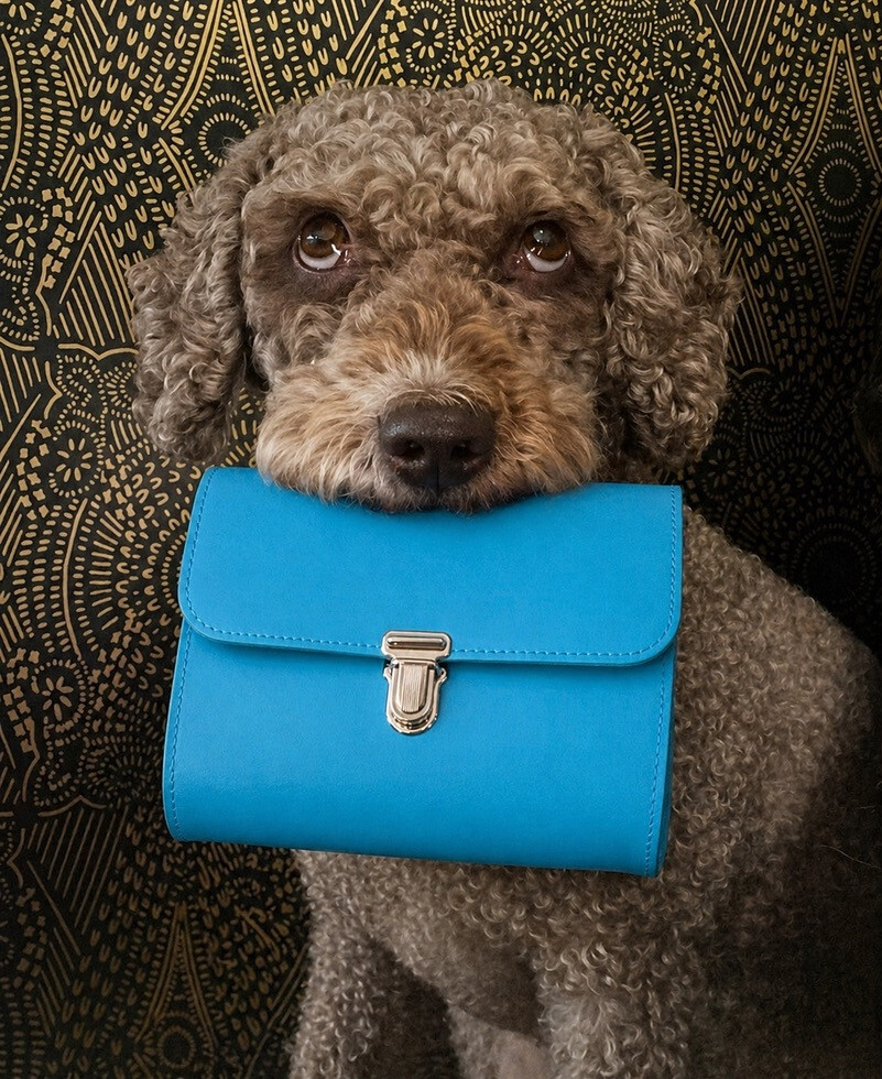 Ein spanischer Wasserhund trägt eine farbige Brot Tasche von Papoutsi im Maul.